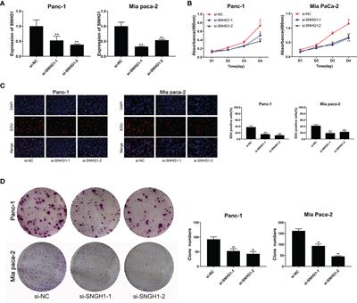 LncRNA SNHG1 Promotes the Progression of Pancreatic Cancer by Regulating FGFR1 Expression via Competitively Binding to miR-497